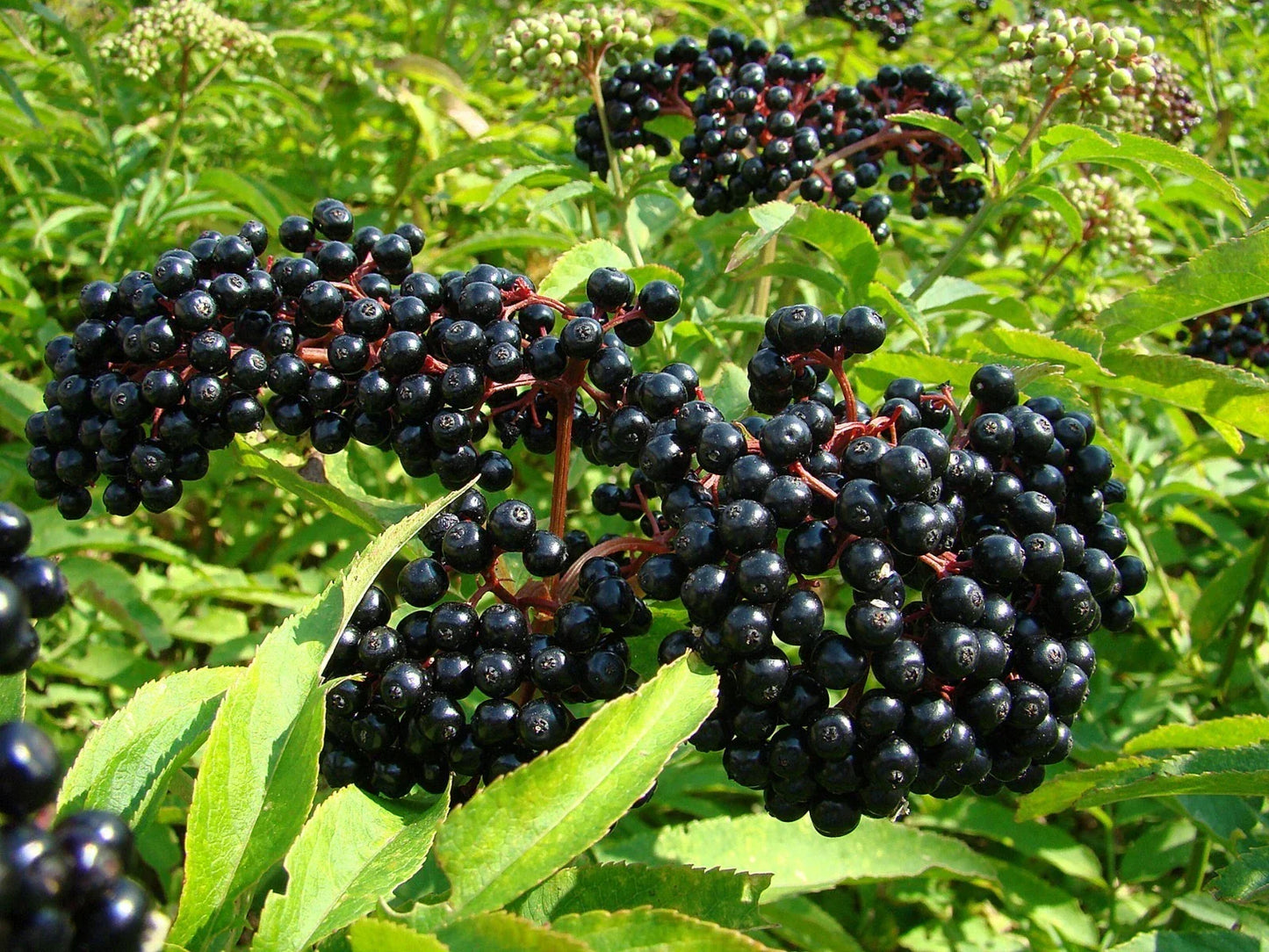 American Elderberry Live Rooted Starter Plant, Sambucus canadensis, Edible Berries, Medicinal Uses, Zones 4-9