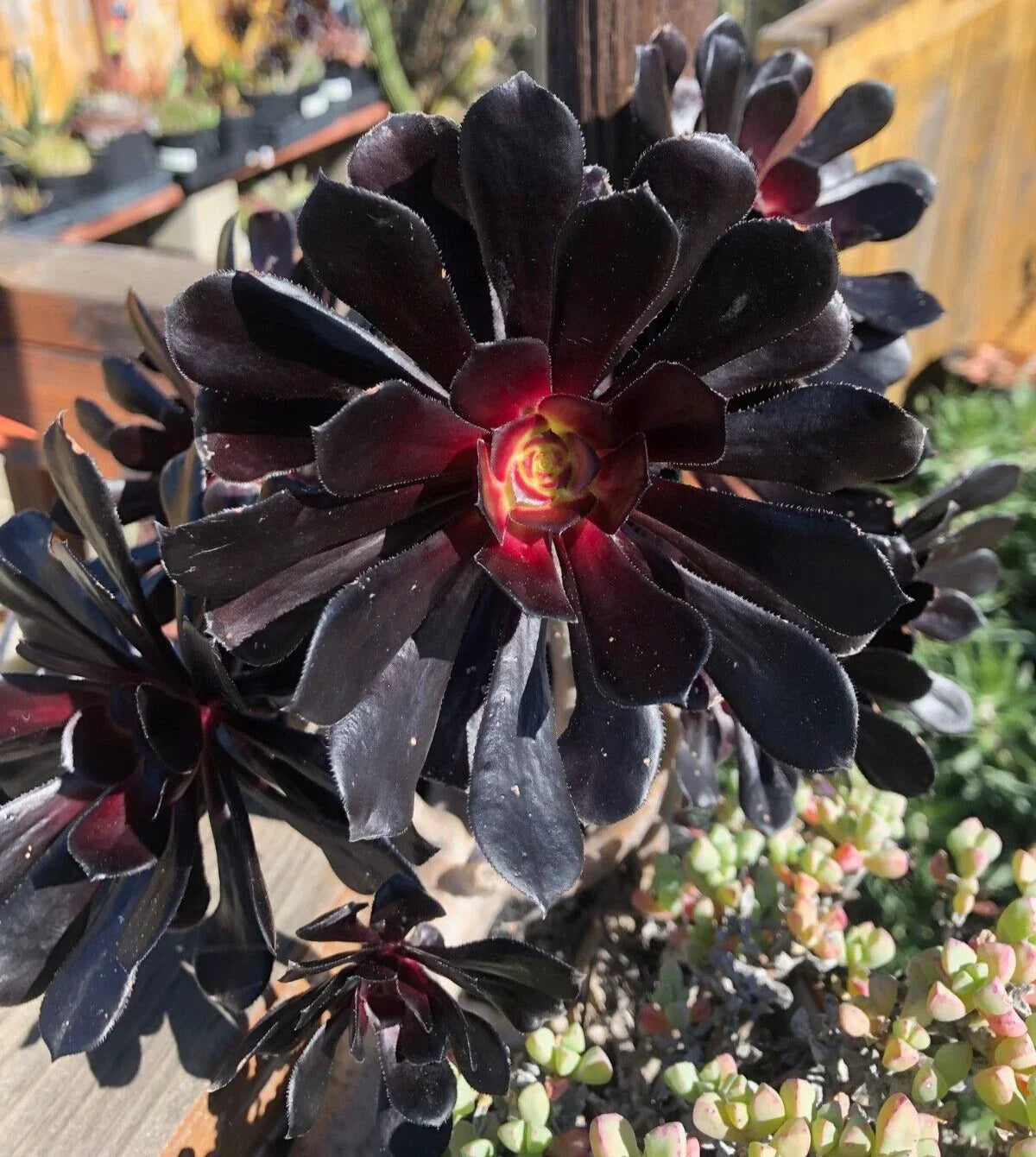 Aeonium 'Black Rose' Cutting - 3-4 Inch Succulent Plant, Dark Velvet Rosette, Echeveria Family, Unique Black Foliage