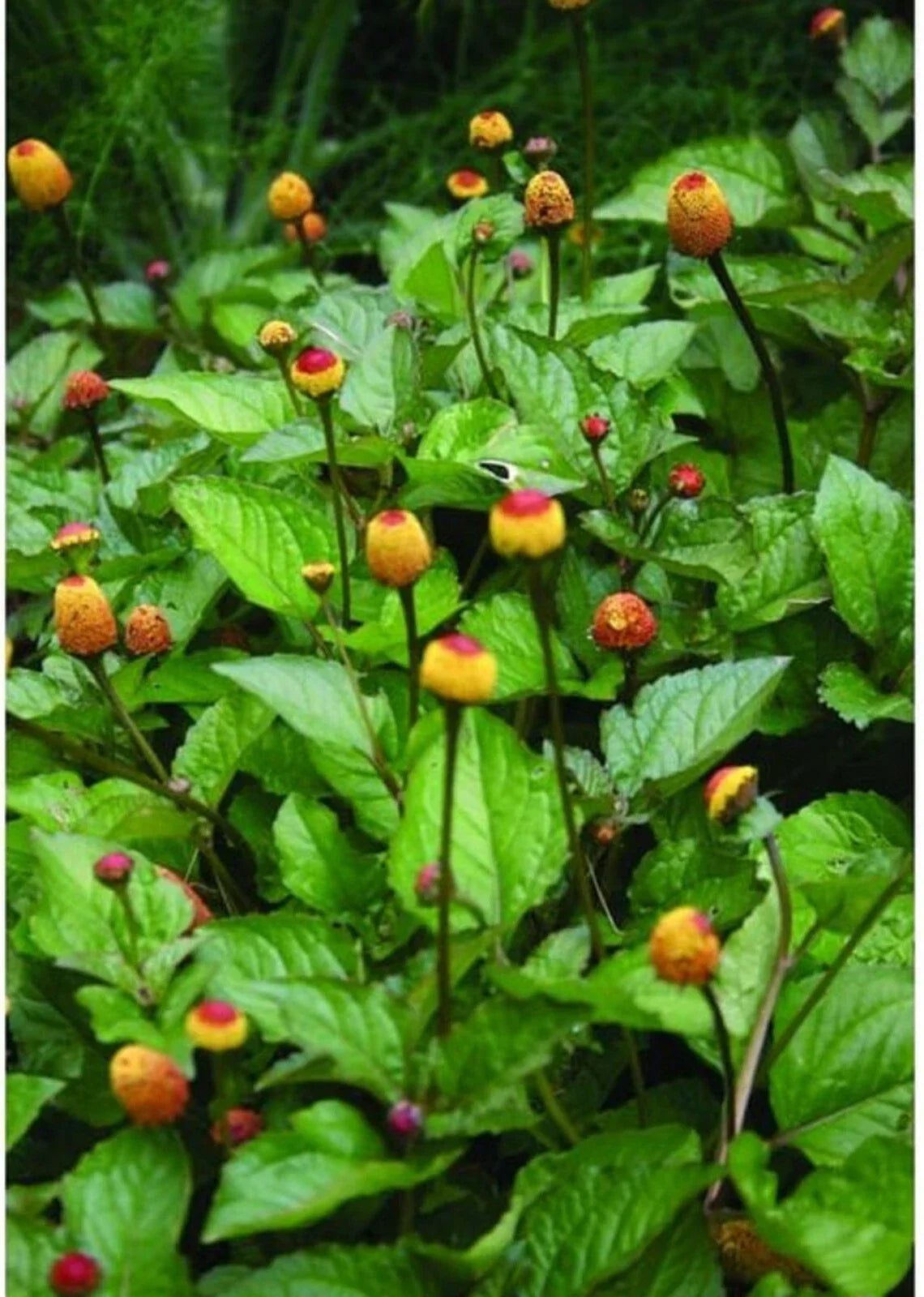 Toothache Plant Seeds - Organic Spilanthes acmella oleracea Herb for Culinary & Herbal Remedies, 20+ Seeds