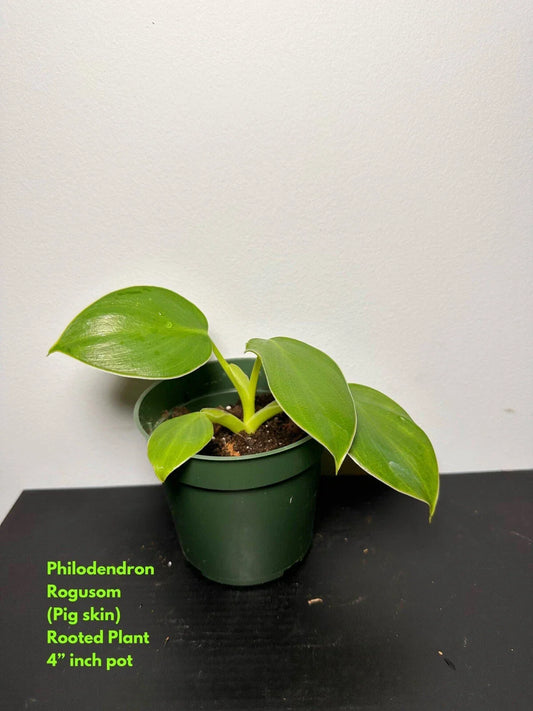 Philodendron Rogus Rooted Top Cutting - Pig Skin Variety - Tropical Indoor Houseplant - Green Foliage - Scindapsus pictus