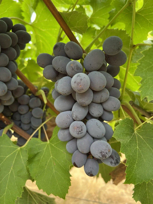 Jupiter Seedless Table Grape Cuttings Pack of 5 - Vitis vinifera, Deciduous Vine for Home Garden, Juicy, Sweet, Easy to Propagate