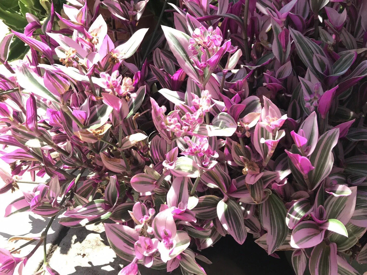 Tradescantia Nanouk Cuttings – 5 Healthy Propagation Plant Cuttings – Rare Pink Wandering Jew – Indoor Houseplant, Vibrant Foliage