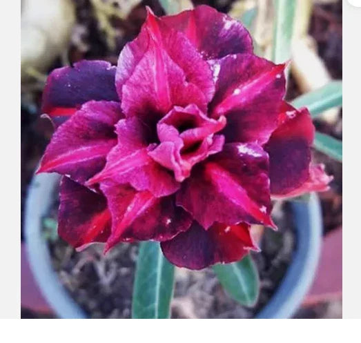 Desert Rose Plant Seedling - King Purple Variety - Adenium Obesum - 4-6 Inches - Vibrant Purple Blooms for Indoor Garden