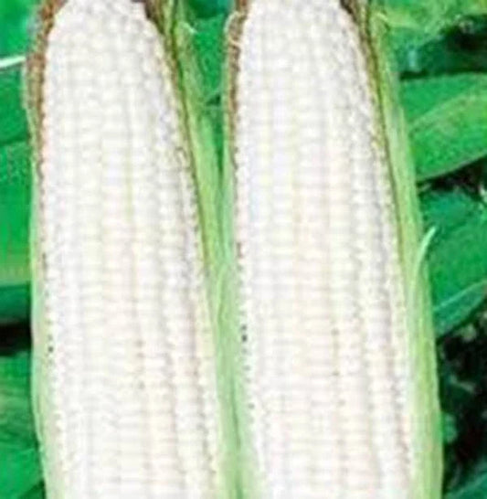Heirloom Corn Seeds White Stowell's Evergreen 20+ Seeds Sweet Zea mays Non-GMO for Garden Planting