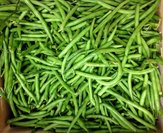 Kentucky Wonder Bush Green Bean Seeds – Non-GMO, Heirloom Phaseolus vulgaris, Compact Bush, Full Sun, Home Garden, Container Planting