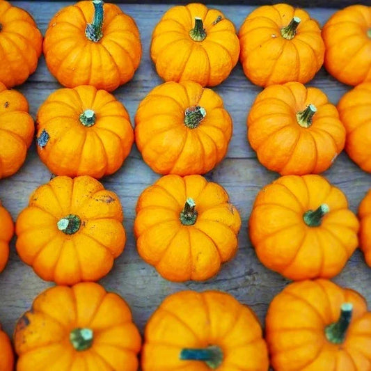 Munchkin Pumpkin Seeds - Mini Ribbed Jack Be Little Cucurbita pepo for Fall Garden Planting, Decorative & Edible Pumpkins, 25 Seeds