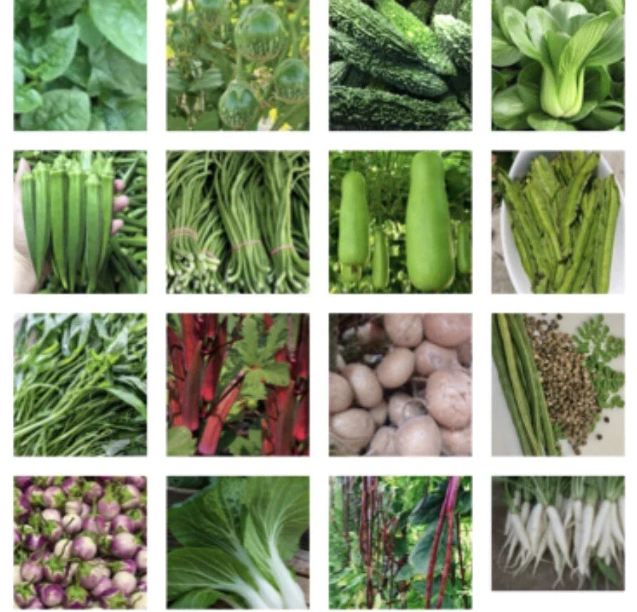Asian Vegetable Seeds Packets – 24 Variety Pack for Home Garden, Non-GMO, Easy Planting, Perfect for Container & Raised Bed Gardening