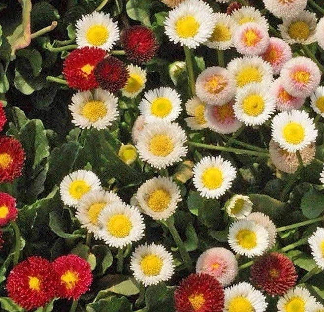 English Daisy Seed Mix 500 Seeds | Bellis perennis Wildflower Groundcover for Gardens | Low-Growing Perennial for Sunny & Shaded Areas