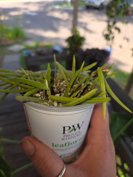Hoya Linearis Starter Plant, Trailing Indoor Houseplant, Easy Care Succulent, Rooting Well, Southeast Asia, 4-inch Pot