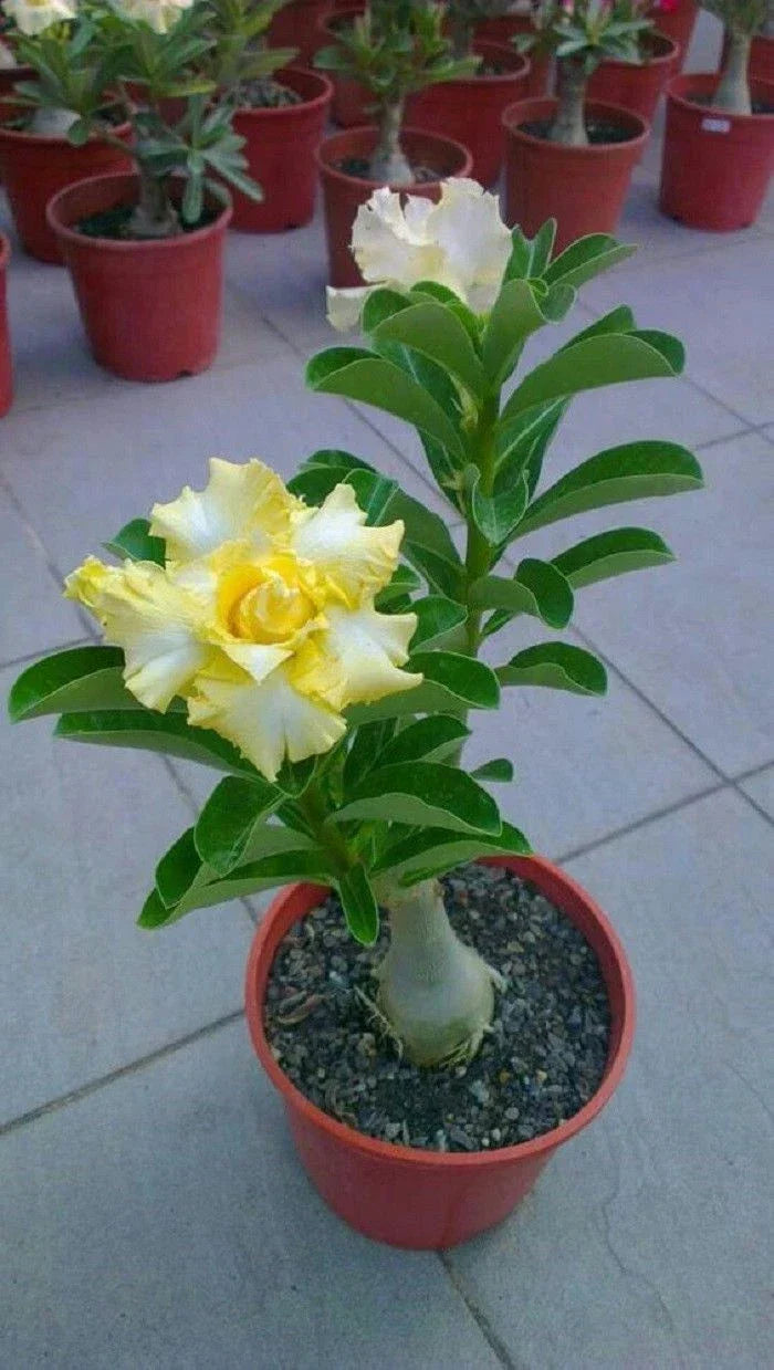 Rare Yellow White Desert Rose Seeds - Adenium Obesum - 4 Perennial Flower Seeds for Garden, Indoor, and Pot Cultivation