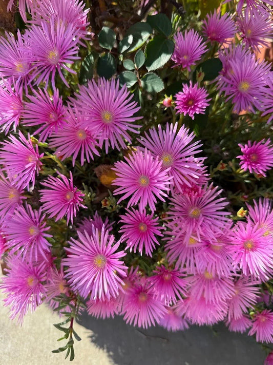 Magenta Ice Plant Cuttings - 10x Delosperma cooperi Hardy Ground Cover Succulent for Gardens and Landscaping