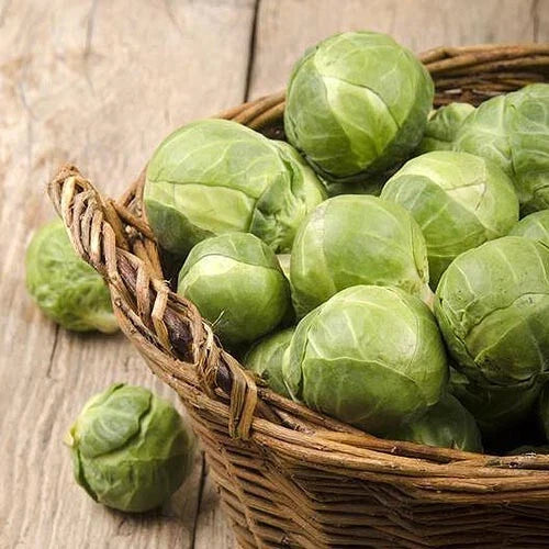 Brussels Sprouts Seeds - 500+ Count - Catskill Variety - Non-GMO, Pesticide-Free, Easy to Grow - Brassica oleracea var. gemmifera