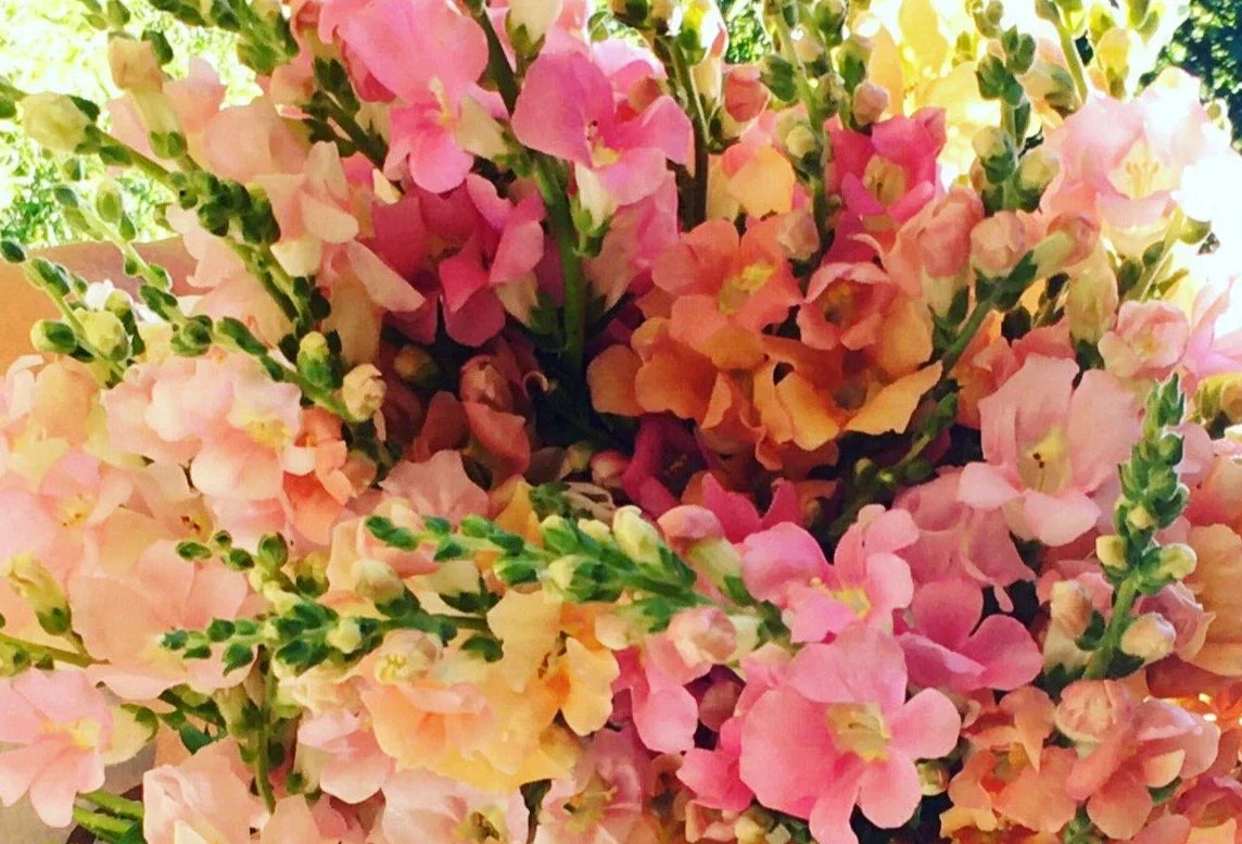 Snapdragon Seeds 25 Count Chantilly Mix F1 Antirrhinum majus Colorful Annual Flowers for Garden, Borders, Containers