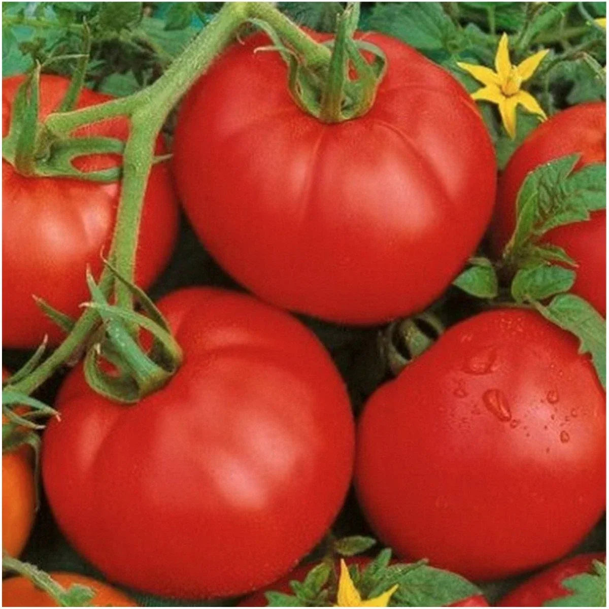 Ace 55 Tomato Seeds - Low-Acid, High Yield, Juicy Red Fruits, Solanum lycopersicum, 25 Seeds
