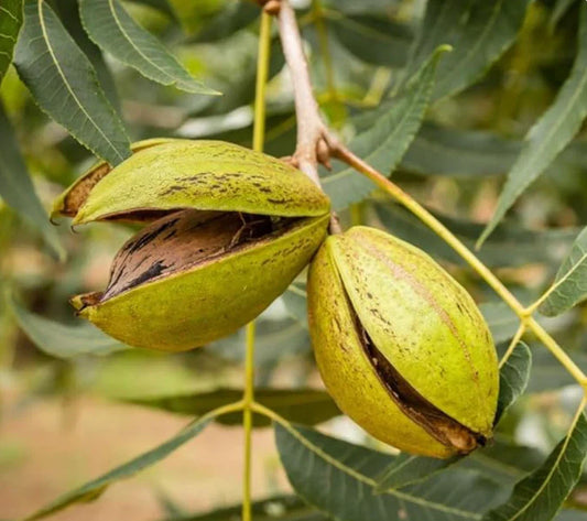 Live Pecan Tree Plant - Bare Root 12+ Inches - Carya illinoinensis - Nut Tree for Garden & Orchard
