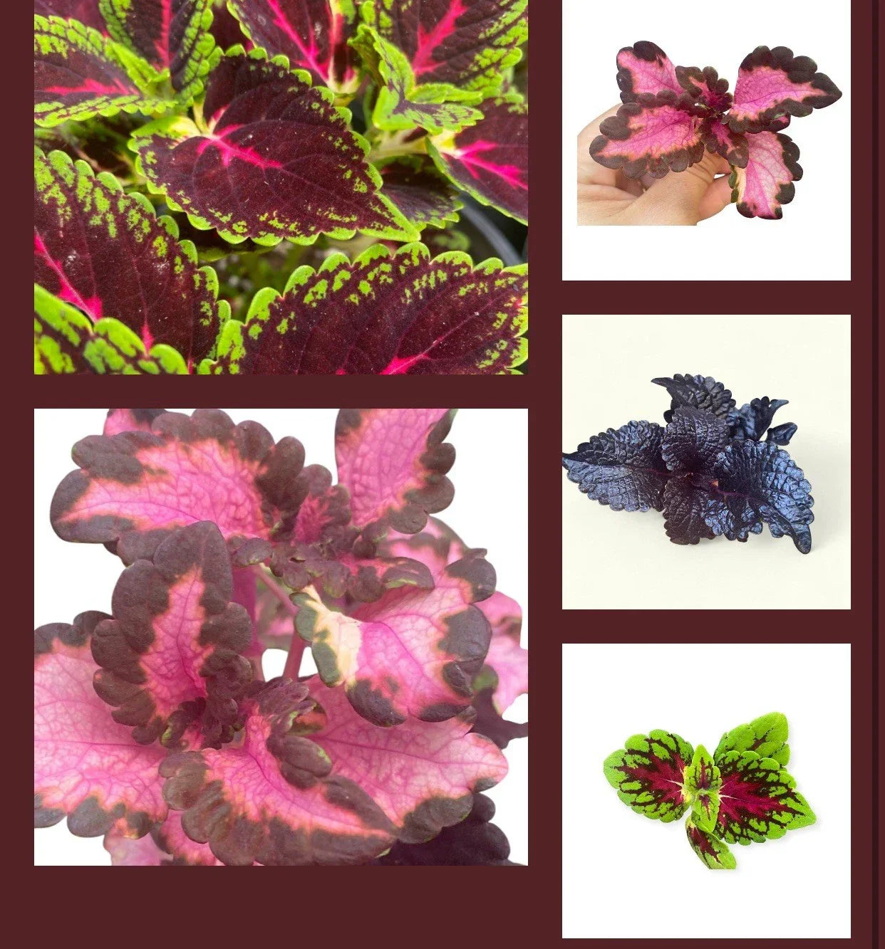 Coleus Rooted Cuttings - 10 Varieties - Live Plants for Indoor and Outdoor Gardening - Plectranthus scutellarioides
