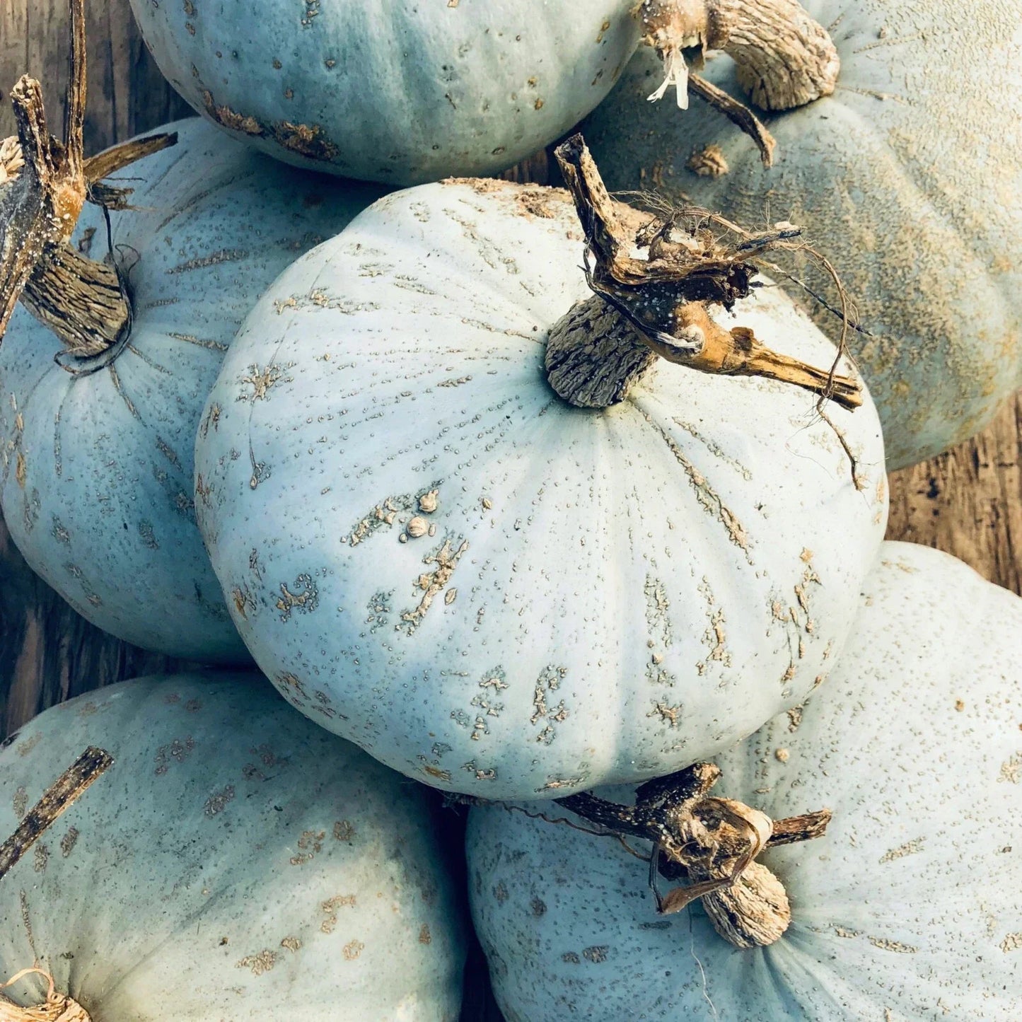 Sweet Meat Winter Squash Seeds Pack of 20 Cucurbita maxima Blue Kuri & Jarrahdale Kabocha Heirloom Vegetable Seeds