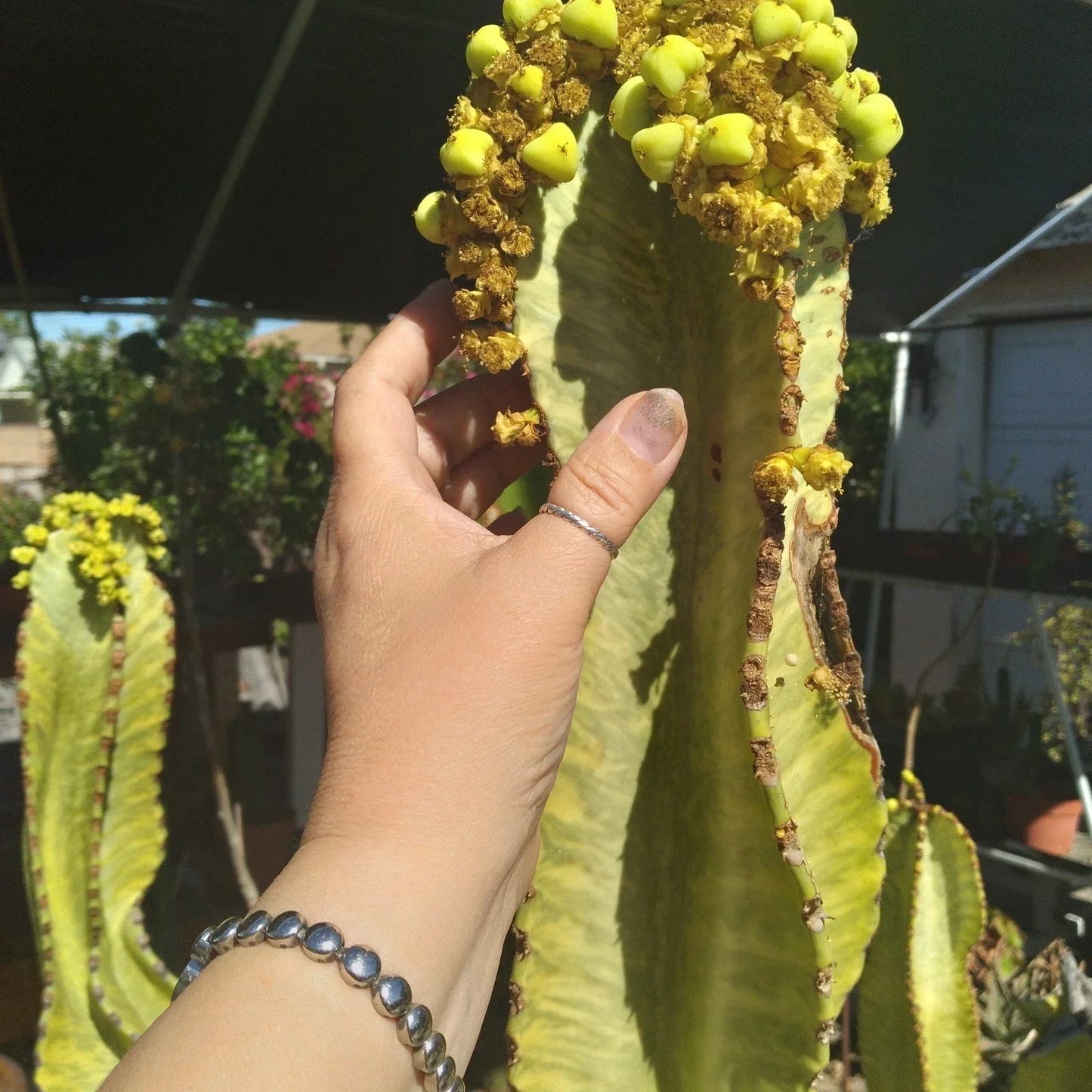 Rare Euphorbia Ammak Cutting – Variegated African Candelabra Propagation Plant, Unique 22-Inch Tall Succulent