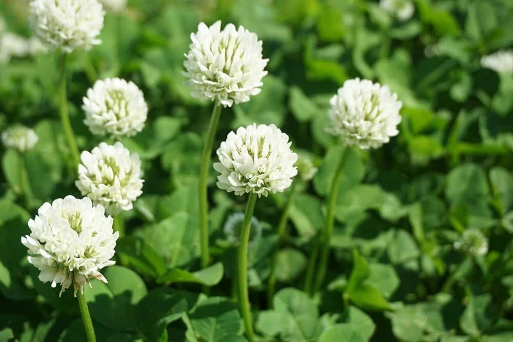 Dutch White Clover Seeds 1 lb - Trifolium repens - Drought-Resistant Ground Cover for Lawns & Gardens