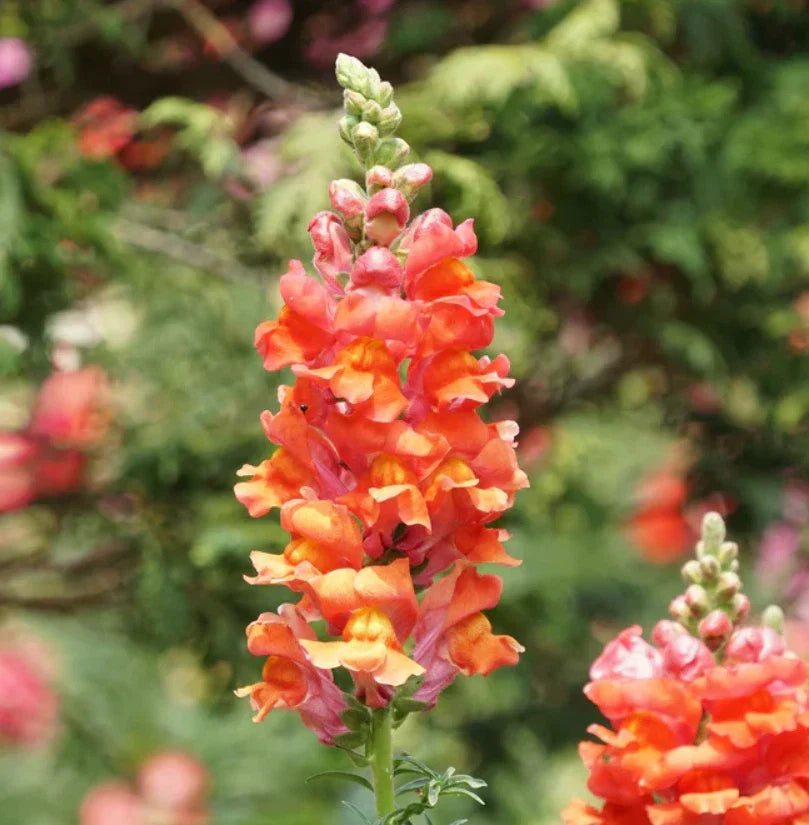 Snapdragon Seeds - 1000 Non-GMO Orange Wonder Antirrhinum majus for Cut Flowers & Hummingbird Attraction