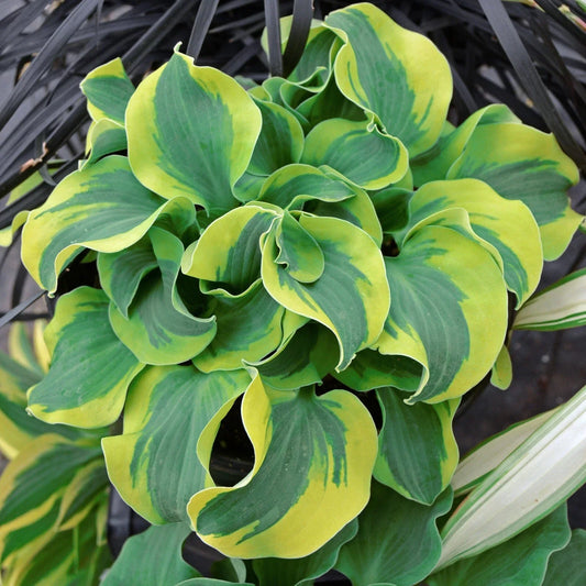 Hosta Plant 5.25" Pot School Mouse Miniature Perennial Shade Hosta 'School Mouse'
