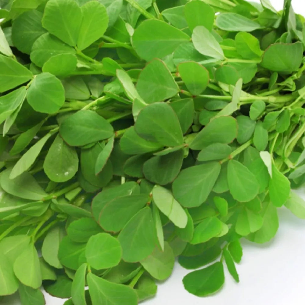 Fenugreek Seeds - Non-GMO Heirloom Garden Seeds for Culinary Use - Trigonella foenum-graecum