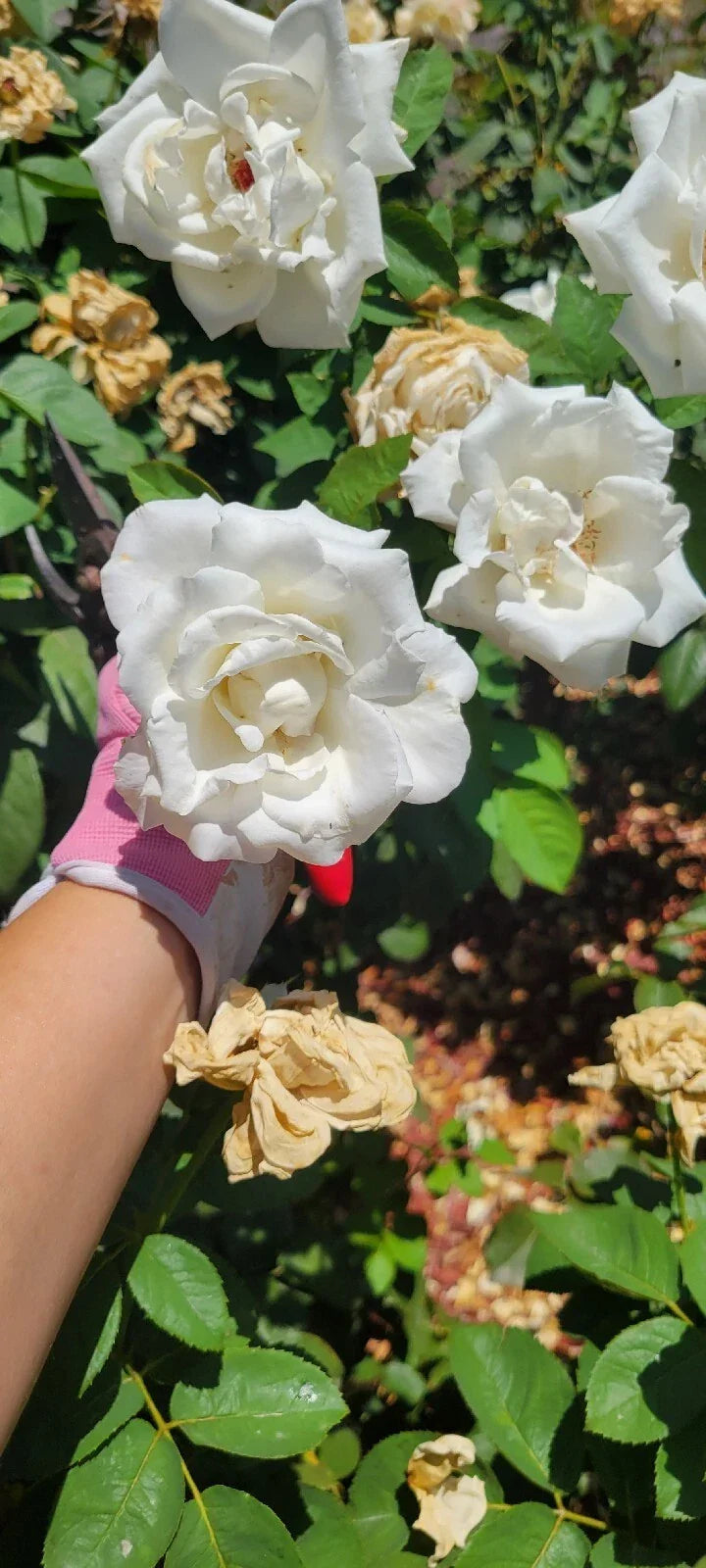 Queen Mary 2 Rose Cuttings Set of 15 Fresh Rosa 'Queen Mary 2' Pink Blooms for Garden Planting