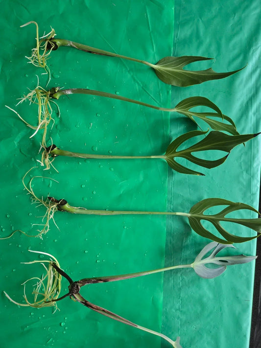 Monstera adansonii Cuttings - Rooted Plant with Flame Variegation, Tropical Houseplant, Unique Leaf Pattern