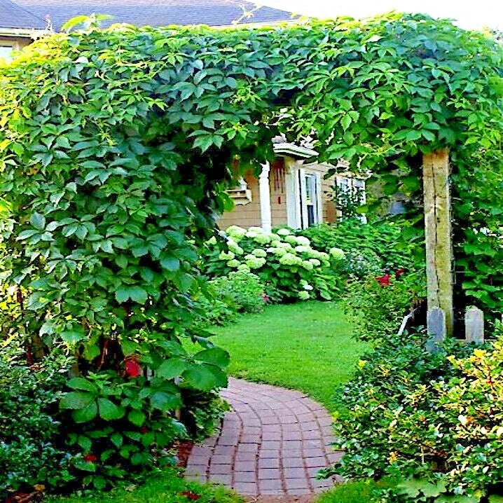 Virginia Creeper Vine Seeds - Parthenocissus quinquefolia - Fast-Growing Climber for Garden, Landscape & Fences