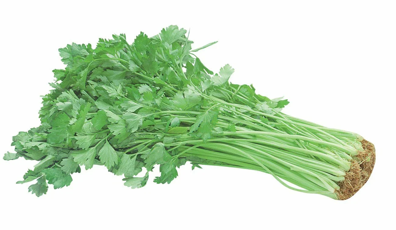 Chinese Celery Seeds - 100+ Non-GMO Heirloom Apium graveolens var. secalinum for Home Gardening & Culinary Use