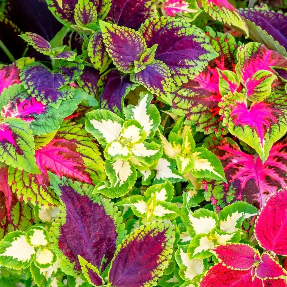 Coleus Seeds Rainbow Mix - Mixed Colors for Shade Gardens - Plectranthus scutellarioides Annual Seeds