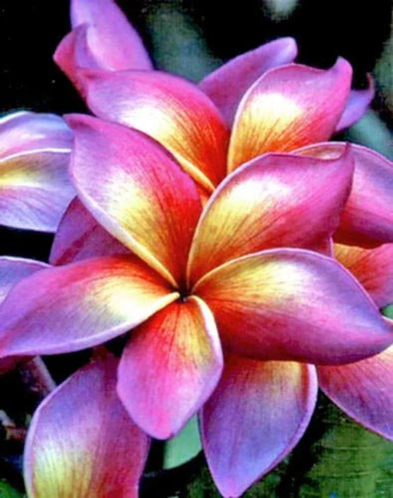Plumeria Seeds 5-Pack Bright Pink Yellow Orange Flowers Perennial Tropical Plant Plumeria spp.