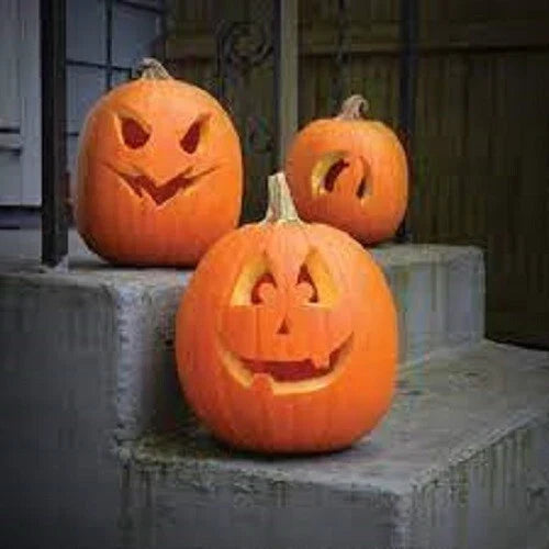 Premium Jack O' Lantern Pumpkin Seeds - Heirloom Cucurbita pepo for Carving & Fall Decor - Vibrant Orange, Large Pumpkins, Seed Packet