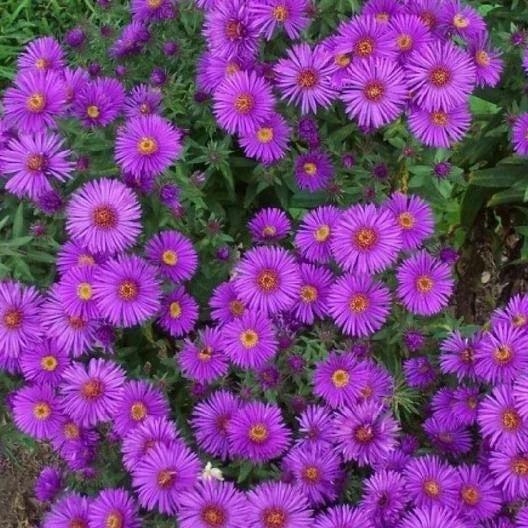 New England Aster Seeds - Purple Perennial Heirloom - Non-GMO - 500 Seeds - Fall Planting - Symphyotrichum novae-angliae