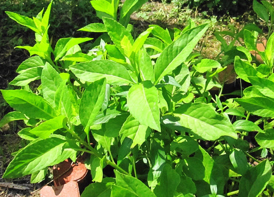 Gynura Procumbens Cuttings - Fully Rooted Longevity Spinach Sabungai - Healthy Green Indoor Garden Plant