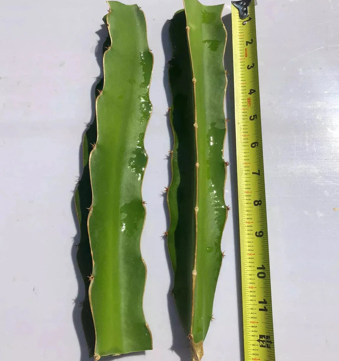 White Flesh Dragon Fruit Cuttings – 2 Fresh Pitaya Succulents – Hylocereus undatus – 10-12 Inches No Root Cactus for Propagation