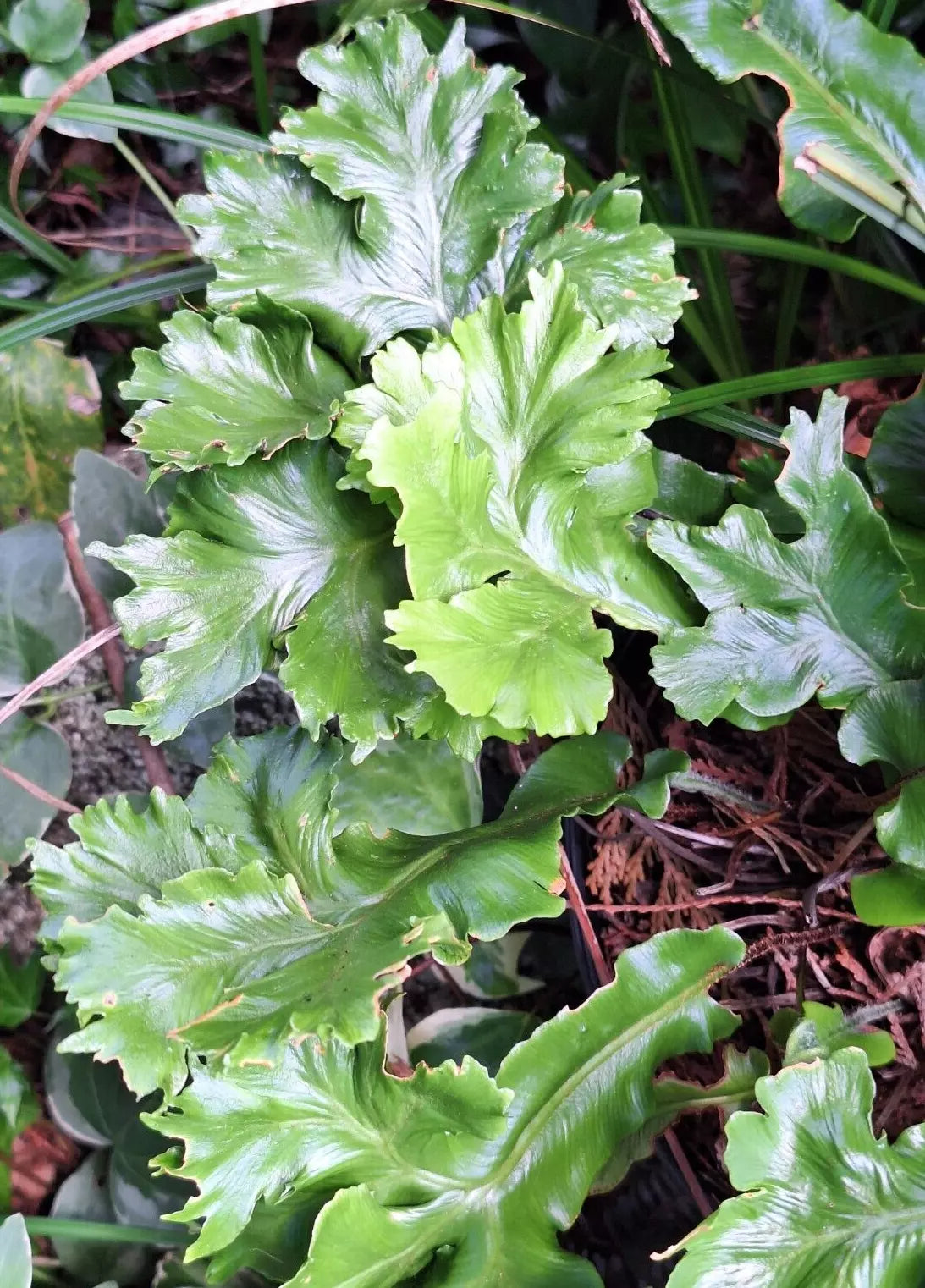 Crested Tongue Fern Seeds 1000 Spores Cold Hardy Asplenium scolopendrium for Garden or Indoor Planting