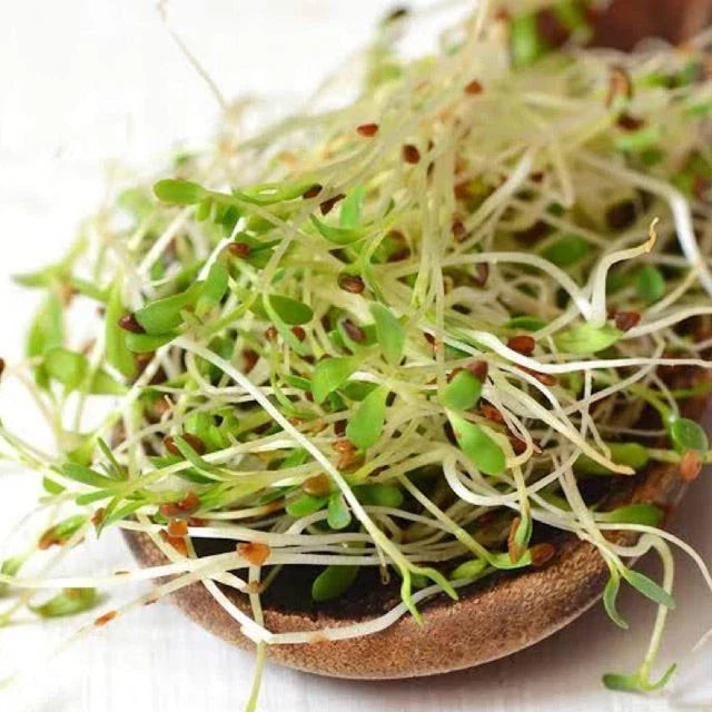 True Alfalfa Seeds Packet – Non-GMO Medicago sativa for Sprouts, Salad, and Gardening – 1000+ Seeds