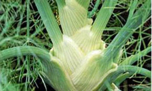 Heirloom Florence Fennel Seeds 500 Count | Non-GMO Foeniculum vulgare dulce for Culinary & Garden Use