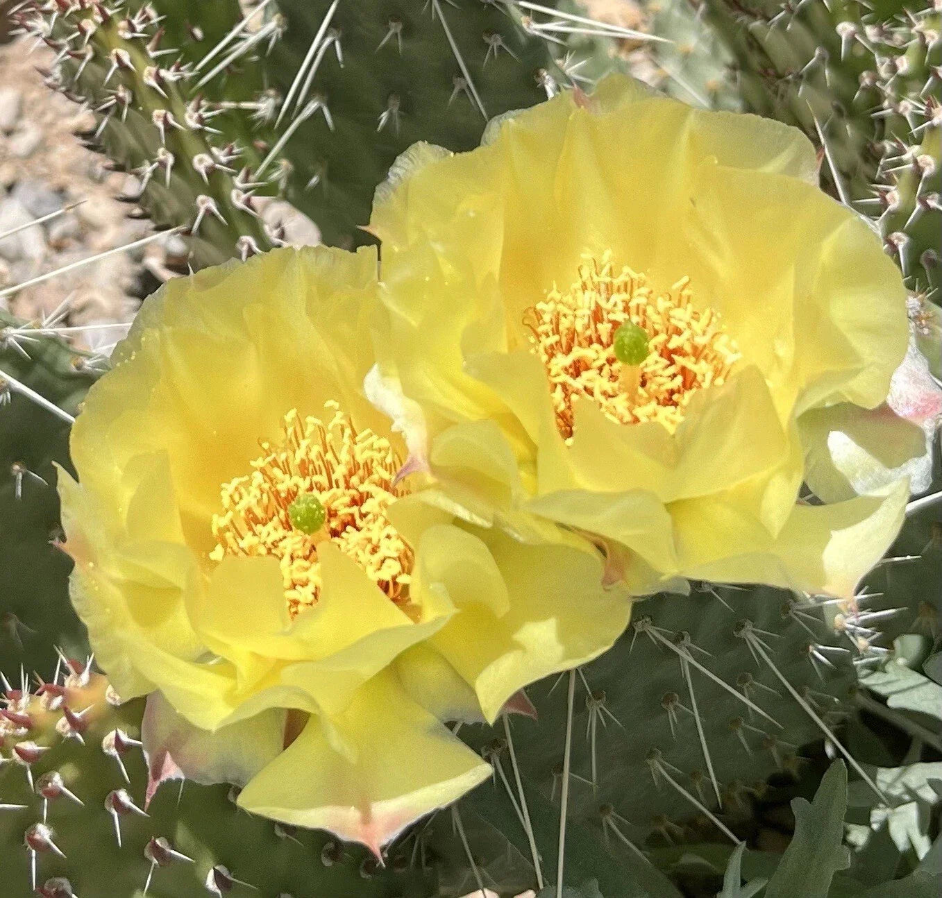 Plains Prickly Pear Cactus Cutting, Drought-Tolerant Succulent, Opuntia polyacantha, Hardy Desert Garden Plant