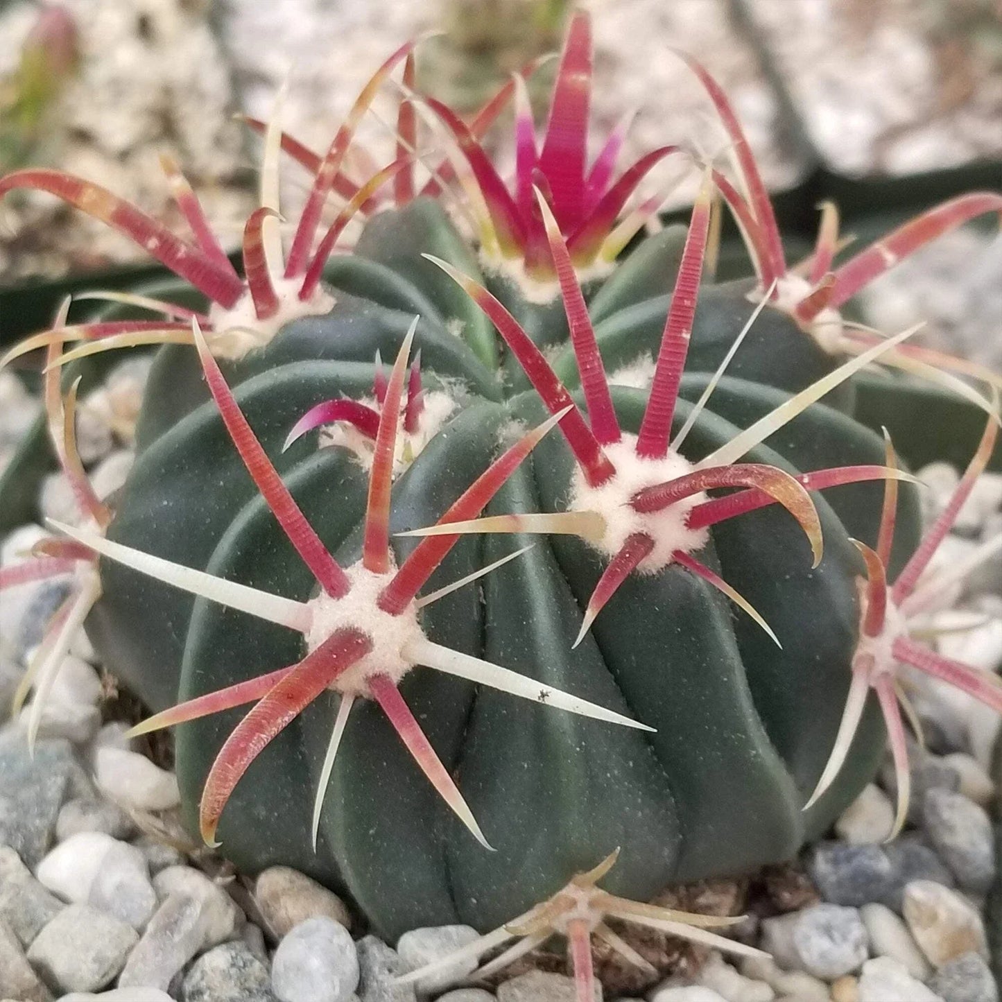 Devil's Tongue Cactus Plant – Live Succulent Ferocactus latispinus for Home Decor, Spiny Greenery, Easy Care Desert Plant