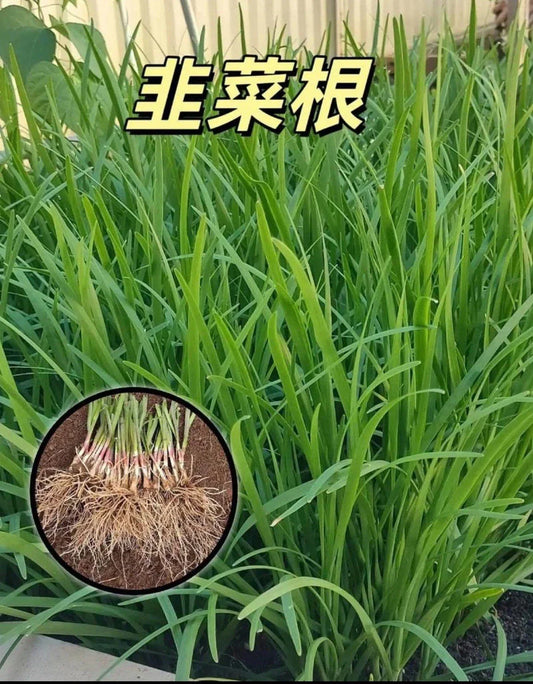 Live Garlic Chives Plant - 100 Bare Root Stalks - Allium tuberosum - Fresh Leek Flavor for Culinary Use