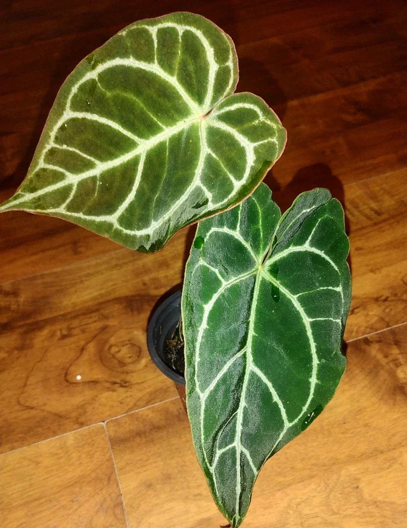 Anthurium Crystallinum Starter Plant | Medium Indoor Tropical Houseplant | Heart-Shaped Leaves with White Veins