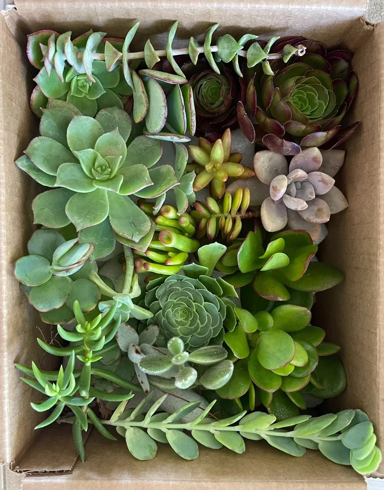 15 Fresh Organically Grown Succulent Cuttings - Assorted Varieties for DIY Arrangements & Crafts