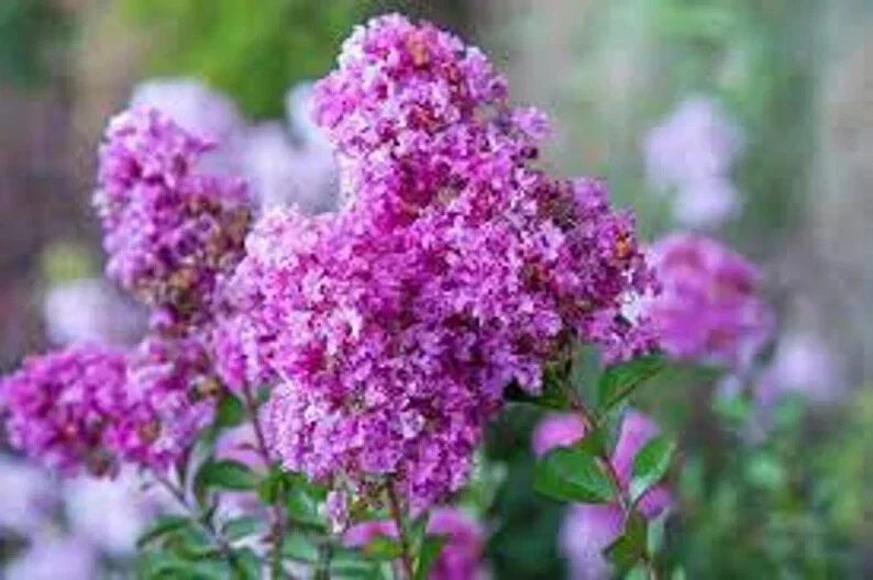 Royal Velvet Cape Myrtle Seeds - Perennial Lagerstroemia indica 'Royal Velvet' with Vibrant Purple Blooms, 20 Seeds