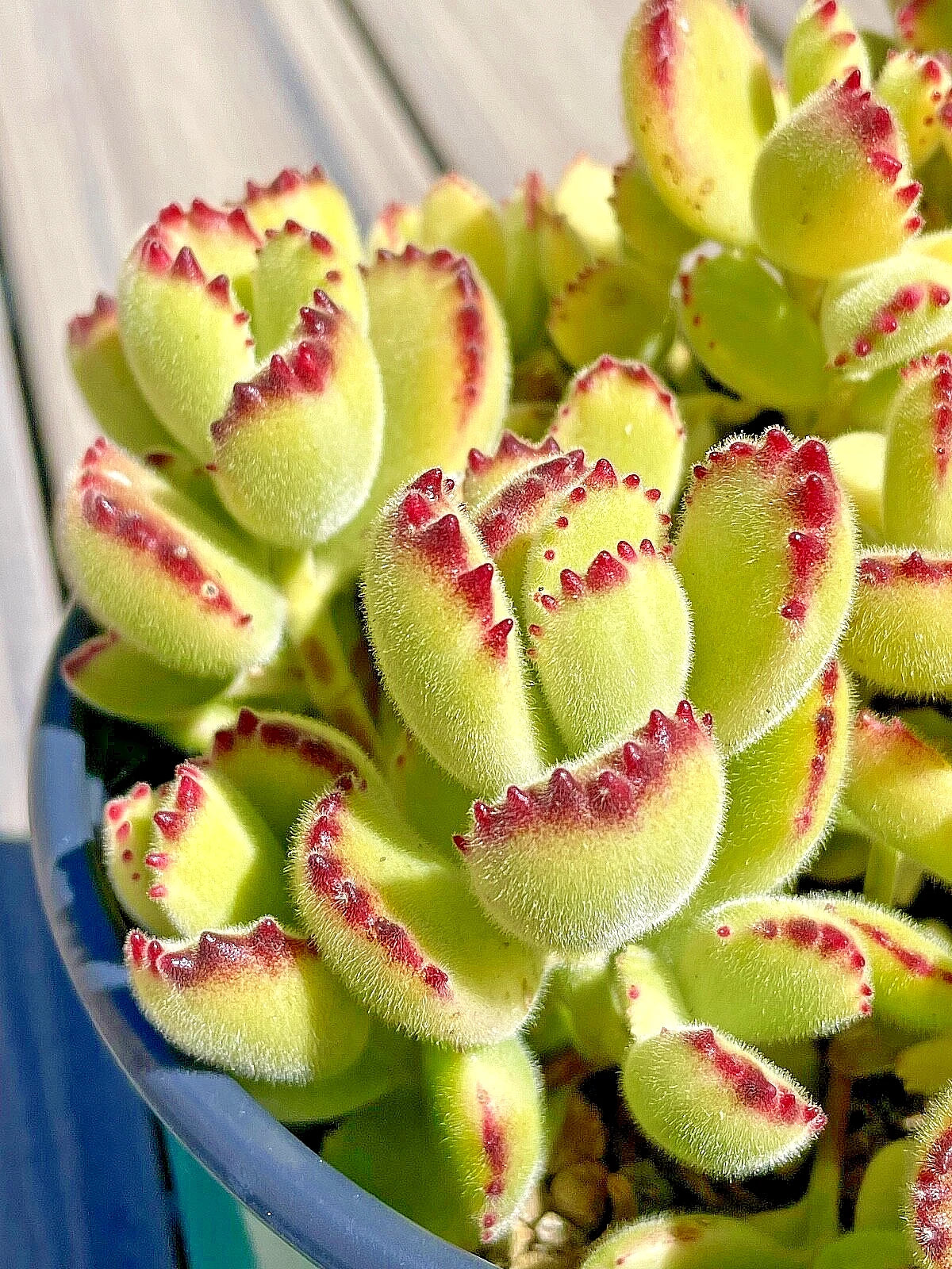 Cotyledon tomentosa Variegated Bears Paw Succulent Cutting - 2-Inch Unrooted Live Plant for Indoor & Outdoor Gardening