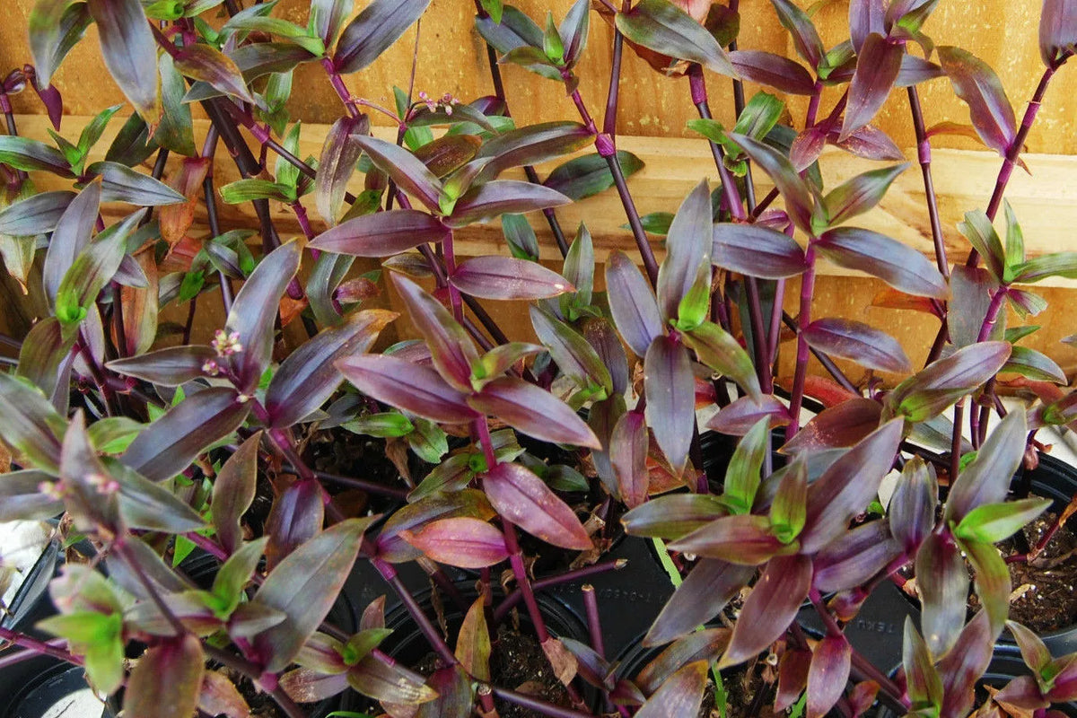 Purple Scimitars Spiderwort Plant - 4-inch Pot - Tripogandra Serrulata - Indoor Houseplant - Vibrant Purple Foliage