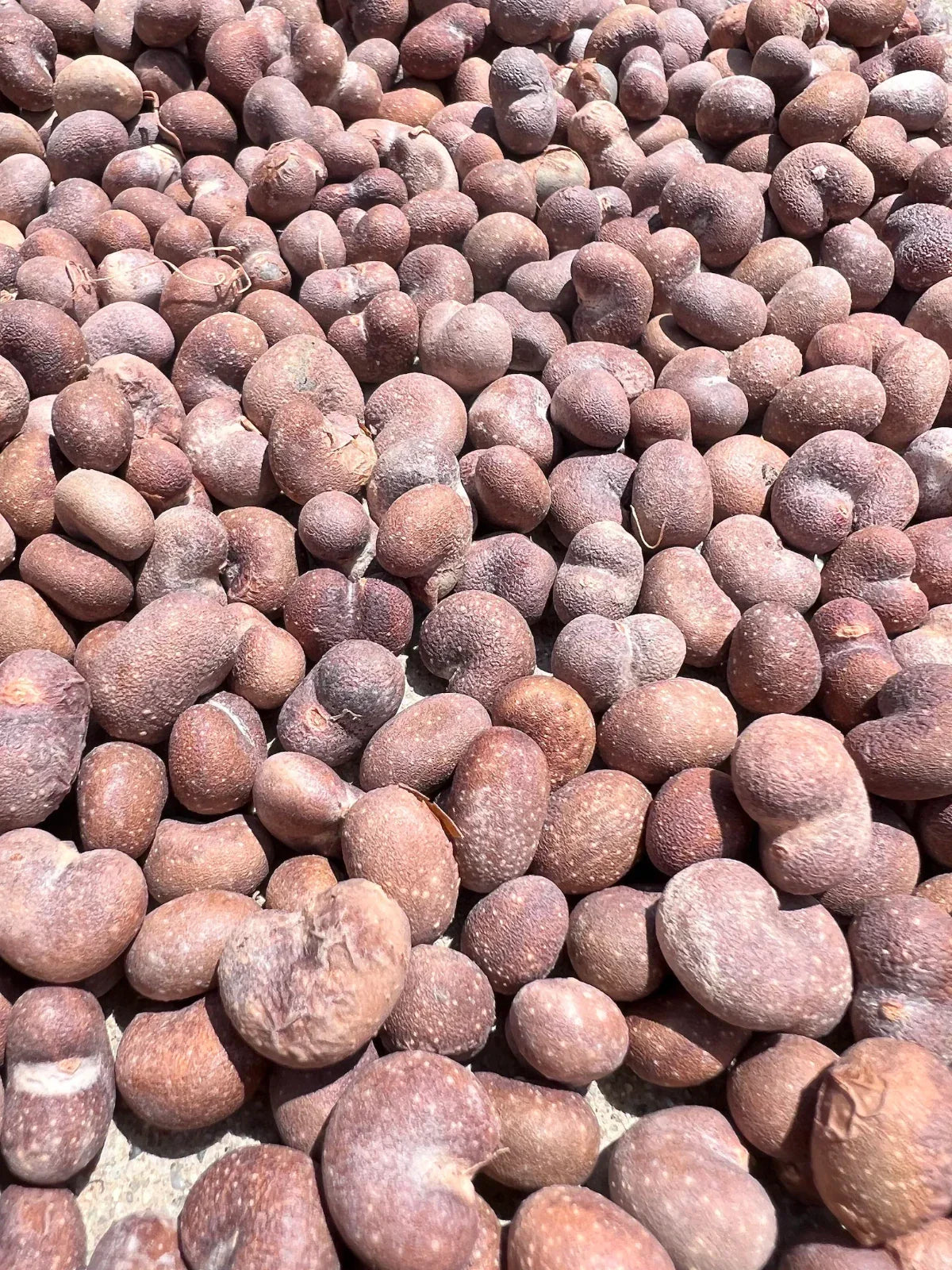 African Baobab Seeds - Adansonia Digitata - Drought-Tolerant Ornamental Tree Seeds for Landscaping and Wildlife Habitats