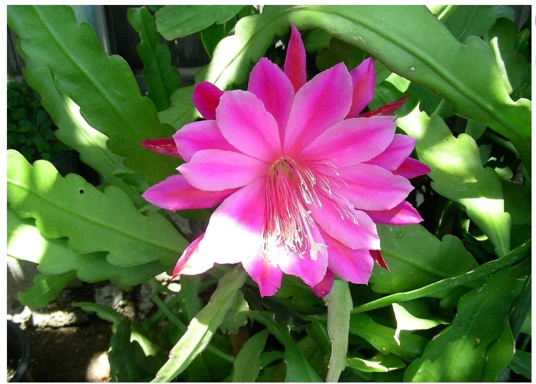 Pink Orchid Cactus Plant 1-Gallon Epiphyllum Oxypetalum with Fragrant Pink Flowers, Indoor or Outdoor Succulent