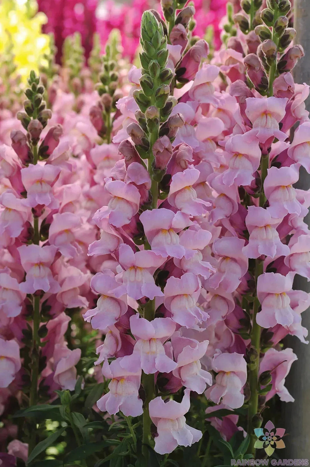 Potomac Lavender Snapdragon Seeds - 1000+ Non-GMO Antirrhinum majus for Garden, Borders, Containers, Pollinator Attracting, USA Grown
